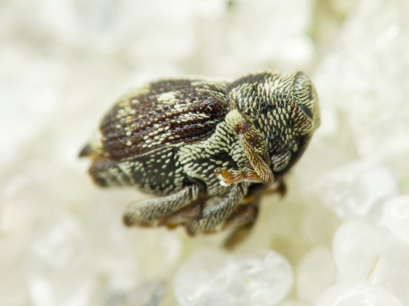 Coeliastes lamii (Fabricius, 1792)